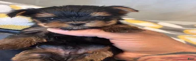 Yorkshire Terrier Puppy 1