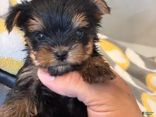 Yorkshire Terrier dogs Yorkshire Terrier Puppy 1 - Ad 34