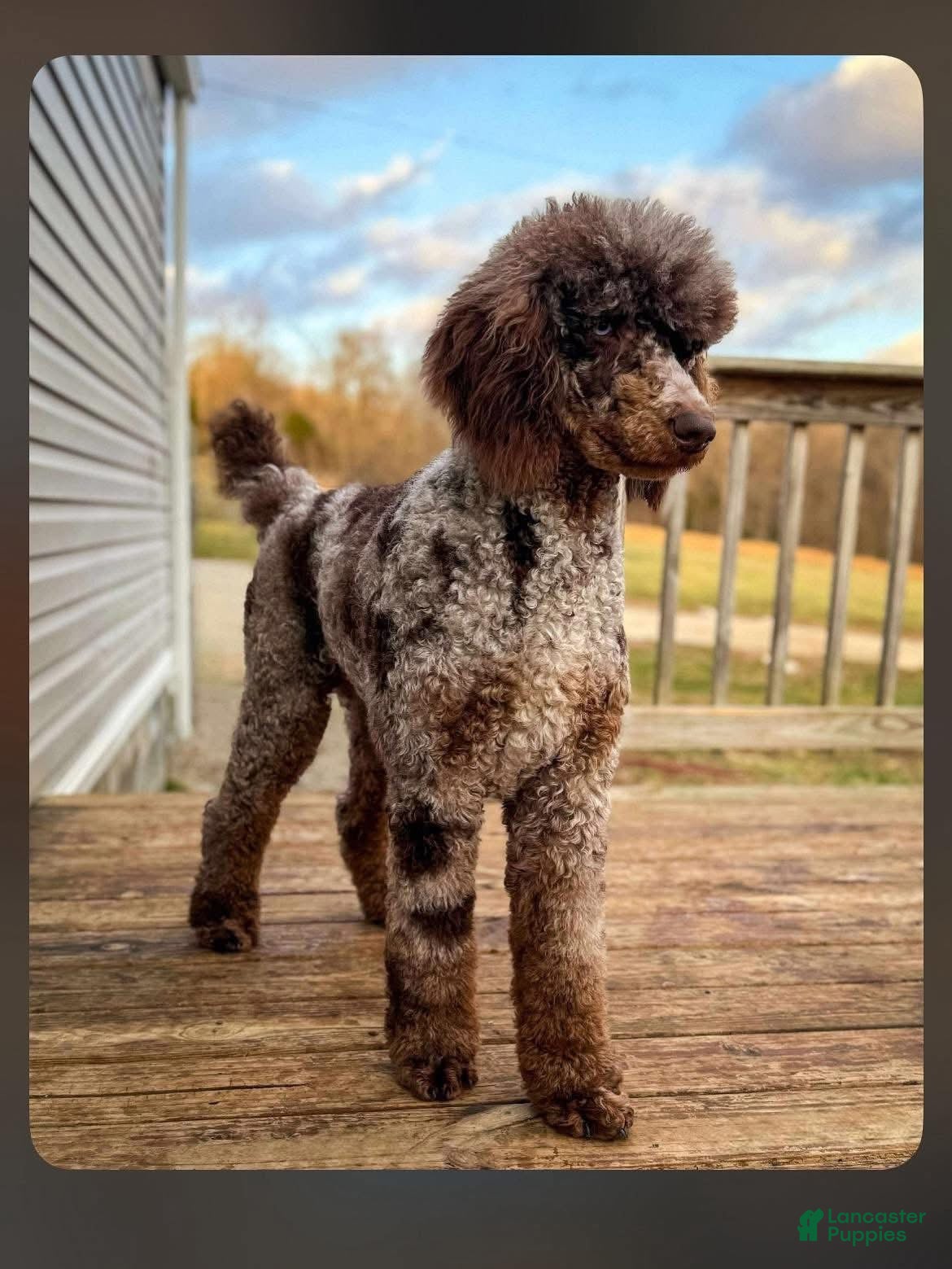 Standard Poodle dogs Loki Chocolate Merle Stud - Ad 1