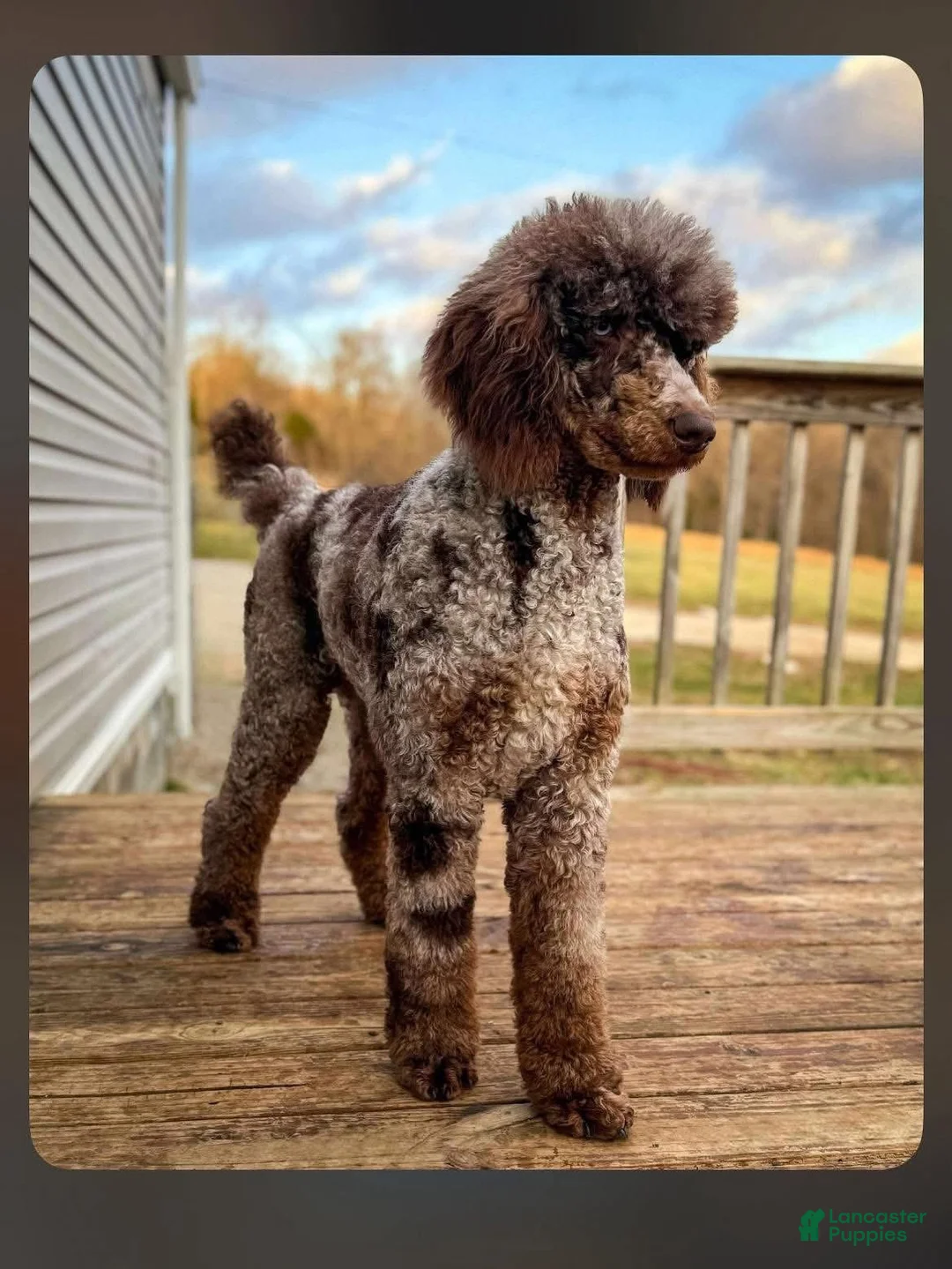 Standard Poodle dogs for stud: Loki Chocolate Merle Stud - Ad 1