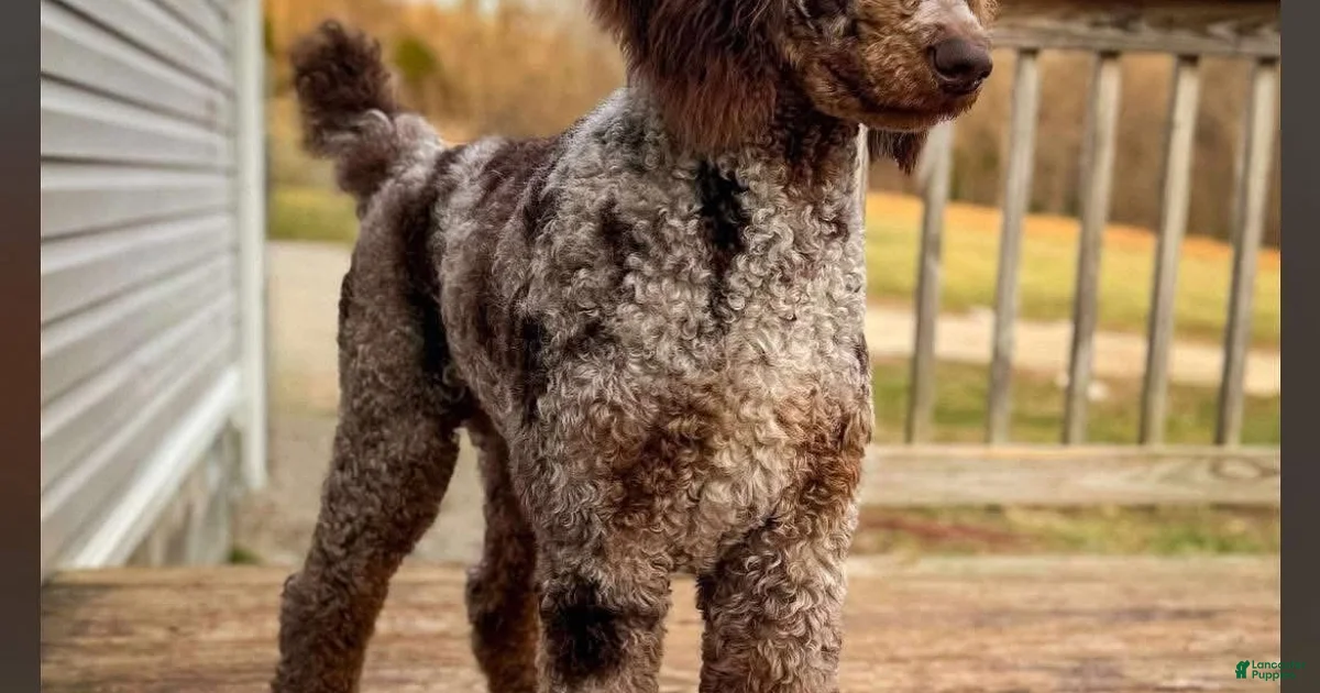 Loki Chocolate Merle Stud Standard Poodle for stud in Niceville Loki Chocolate Merle Stud Standard Poodle for stud in Niceville