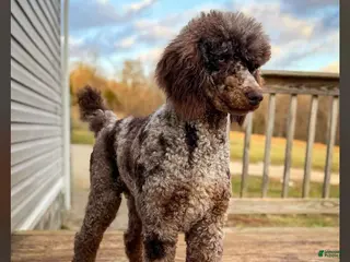 Standard Poodle dogs for stud: Loki Chocolate Merle Stud - Ad 1
