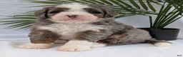 Mini Bernedoodle dogs for sale: Mini Darcy  - Ad 1