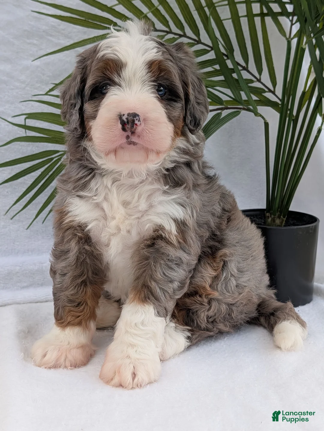 Mini Bernedoodle dogs for sale: Mini Darcy  - Ad 1