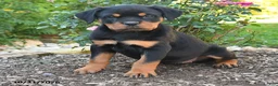 Rottweiler dogs for sale: Tessa - Ad 4