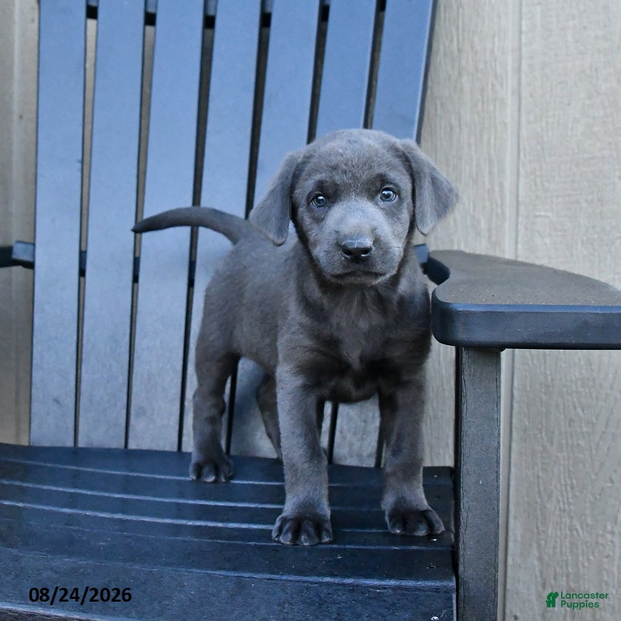 Labrador Retriever dogs Haven - Ad 1