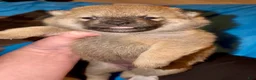 Shiba Inu dogs for sale: Ember - Ad 4