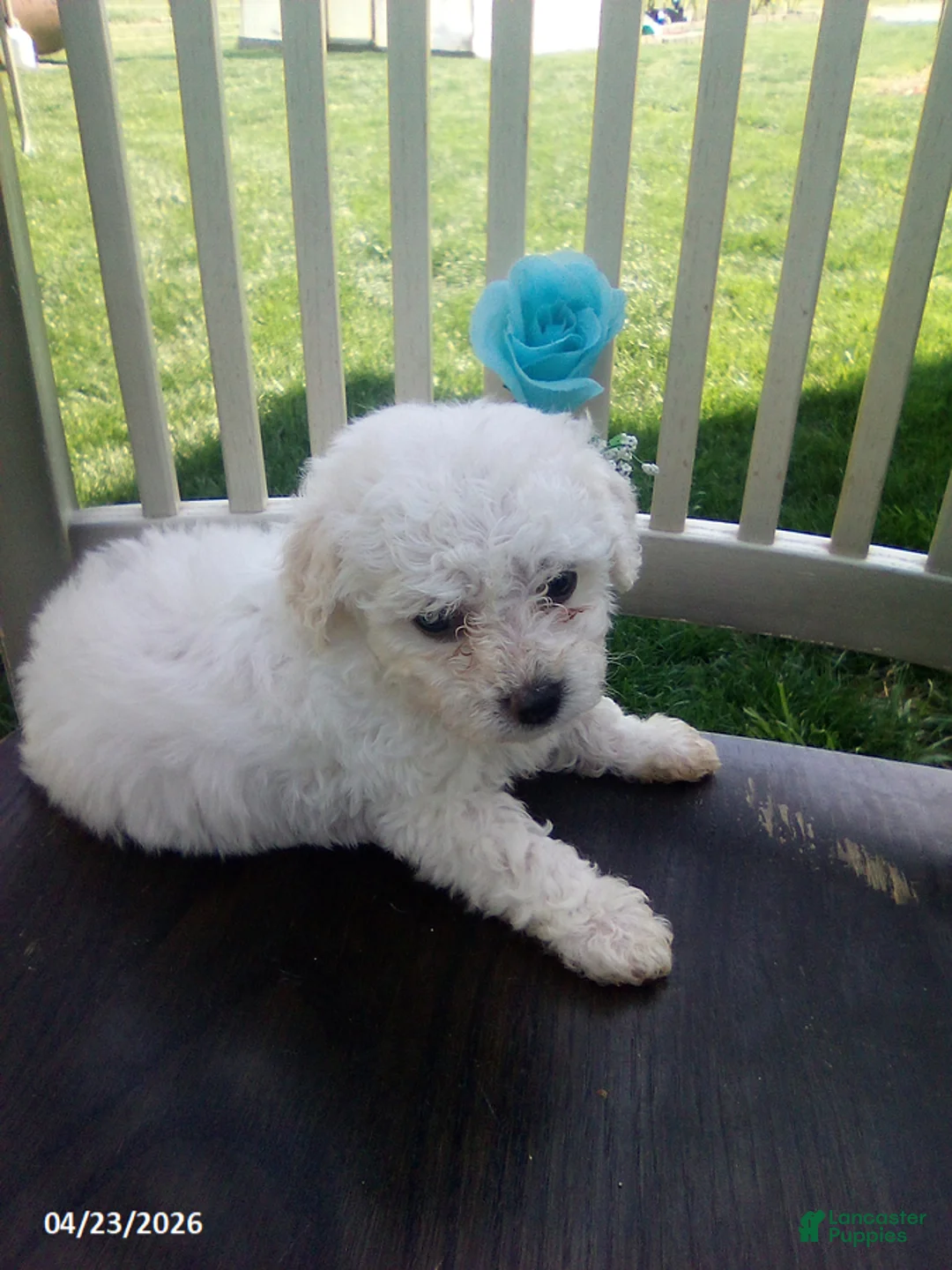 Bichpoo dogs for sale: Charlie - Ad 2