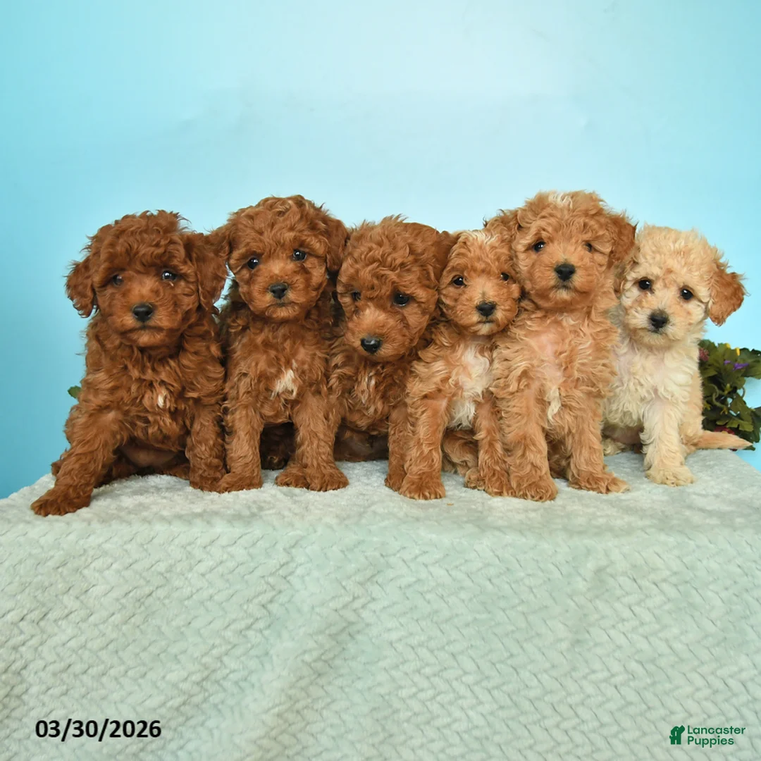Miniature Poodle dogs for sale: Blossom - Ad 5