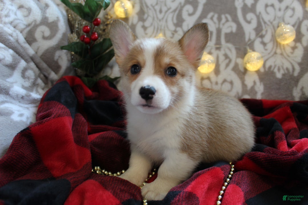 Welsh Corgi Pembroke dogs for sale: Snowflake  - Ad 1