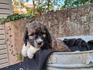 Saint Berdoodles dogs - Ad 8