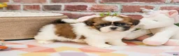 Shih Tzu dogs for sale: Flower  - Ad 4