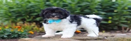 Havapoo dogs for sale: Joey - Ad 5