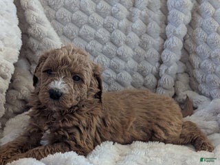 Mini Goldendoodle dogs Mini Goldendoodle Puppy 2 - Ad 20