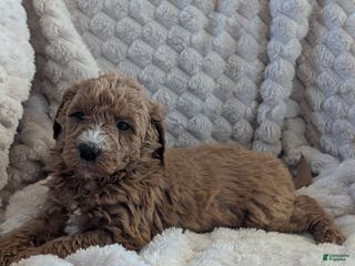 Mini Goldendoodle dogs Mini Goldendoodle Puppy 2 - Ad 9