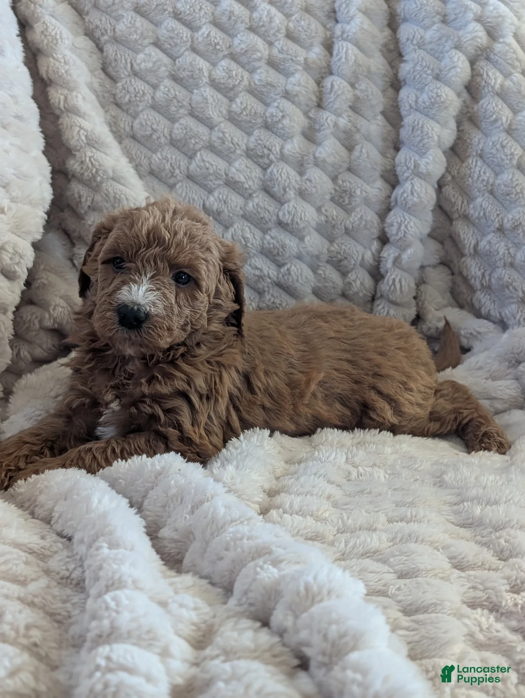 Mini Goldendoodle dogs for sale: Mini Goldendoodle Puppy 2 - Ad 1
