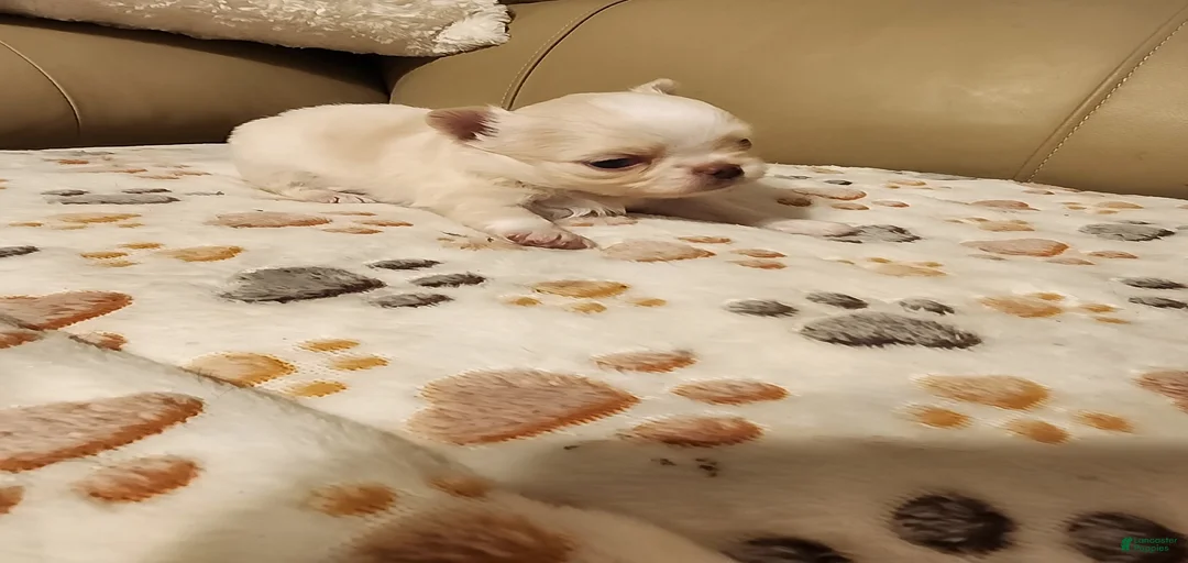 Gallery Image {{count}}