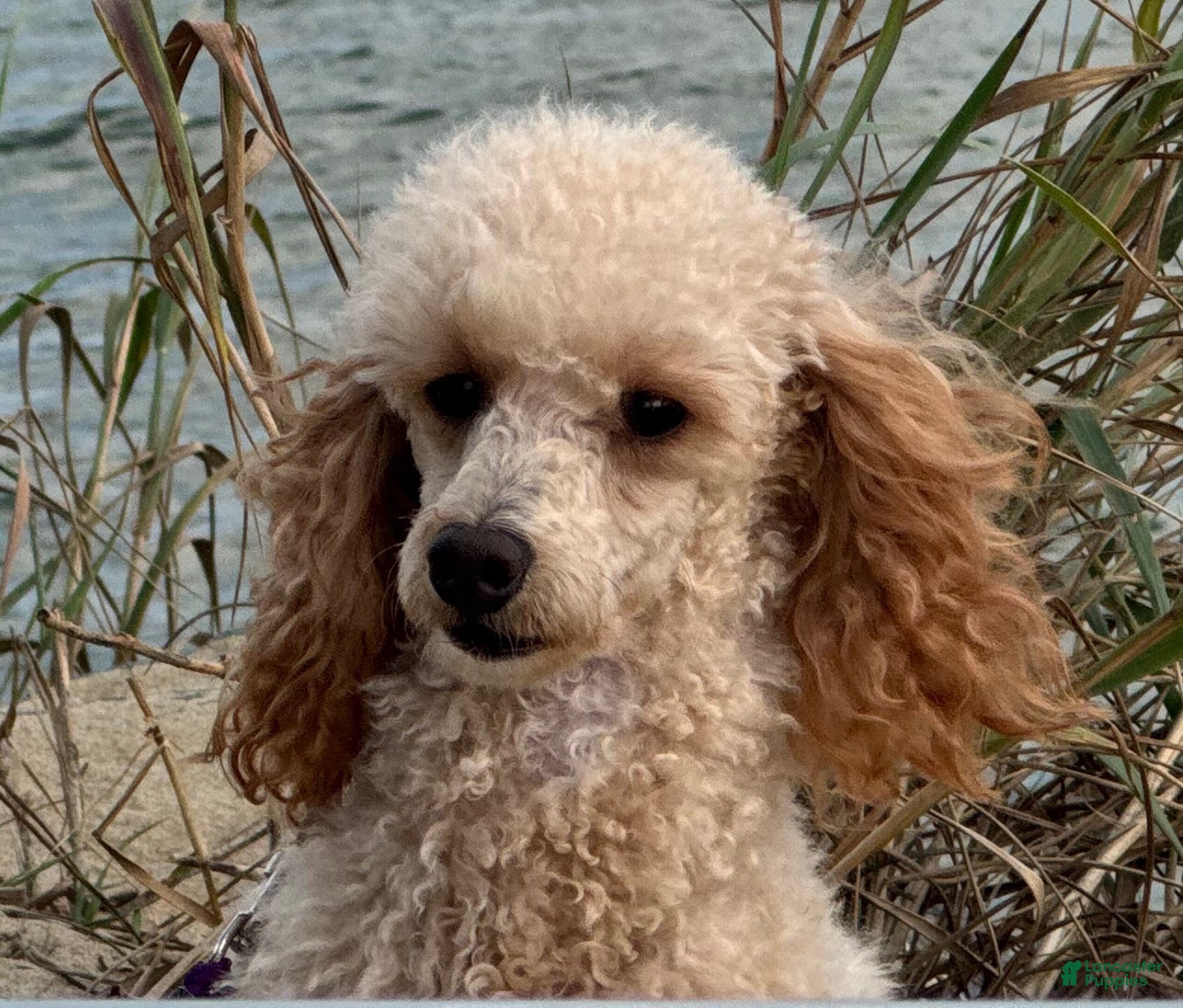 Toy Poodle dogs Sandy - Ad 31