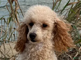 Toy Poodle dogs Sandy - Ad 31