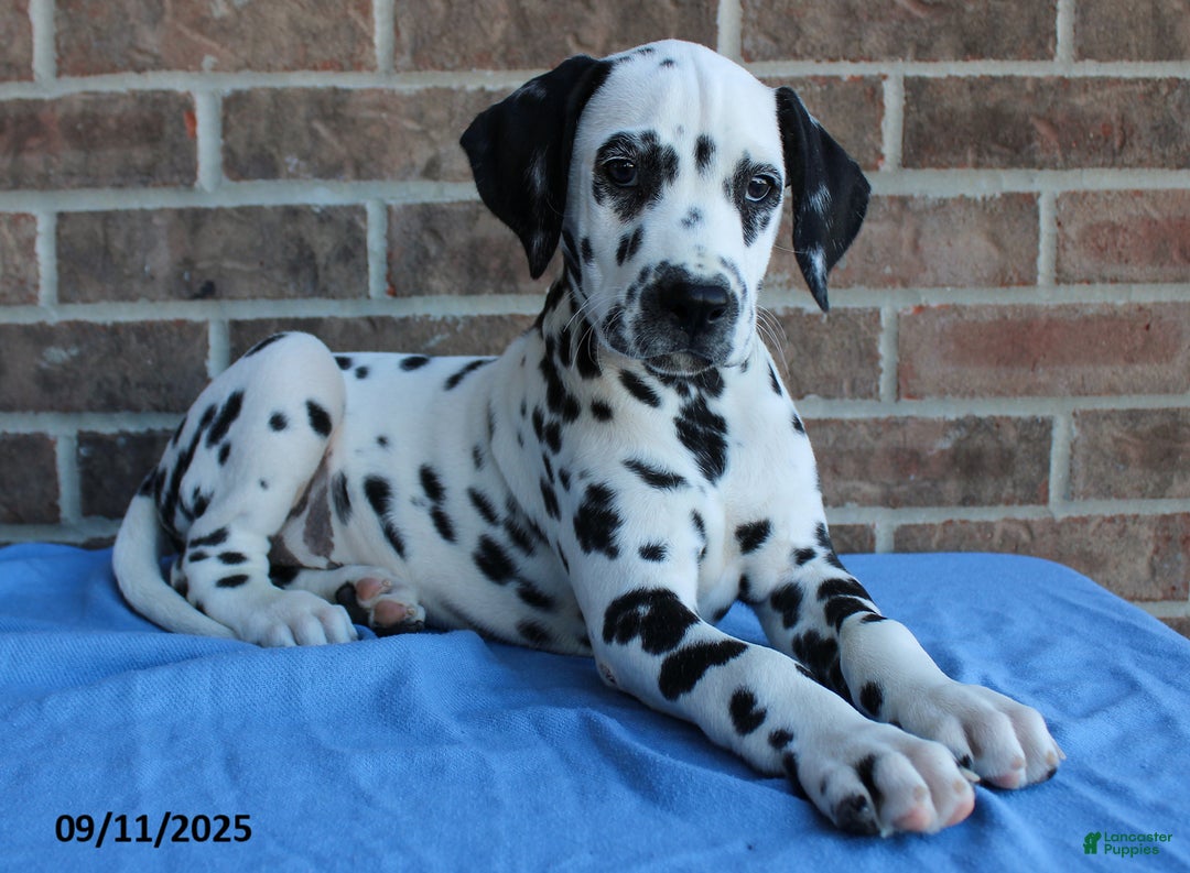Dalmatians Icon Week Old Dalmatian Puppy Bentley For Sale In New