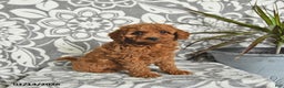 Mini Goldendoodle dogs for sale: Remy - Ad 4