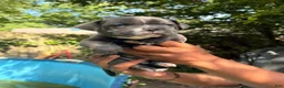 American Bully dogs for sale: American Bully Puppy 1 - Ad 1