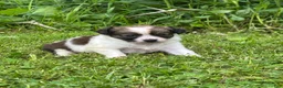 Chihuahua dogs for sale: Denice - Ad 3
