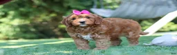 Cavapoo dogs for sale: Sylvie - Ad 4