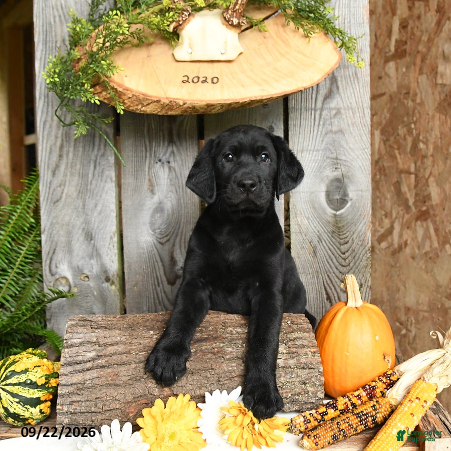 Labrador Retriever dogs Bear - Ad 2