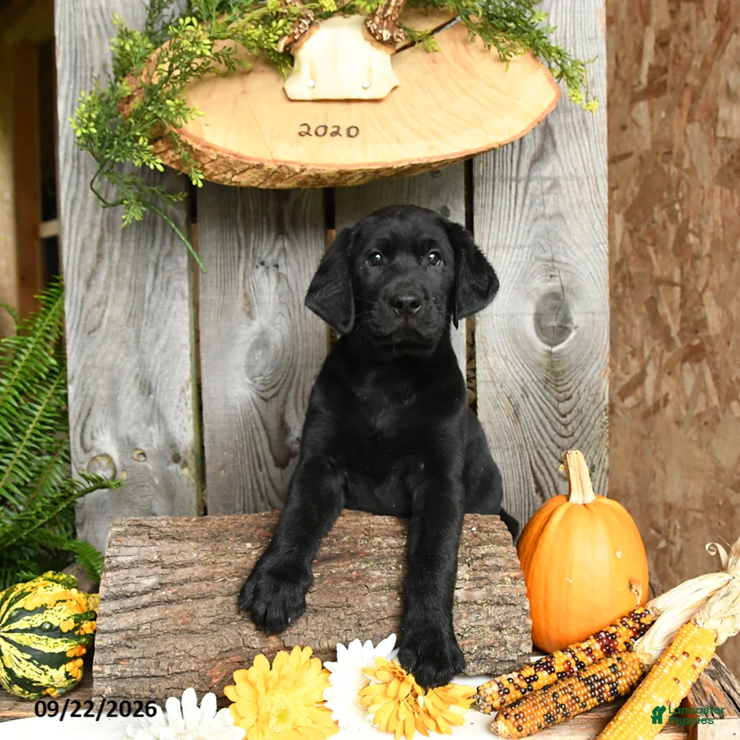 Labrador Retriever dogs for sale: Bear - Ad 2