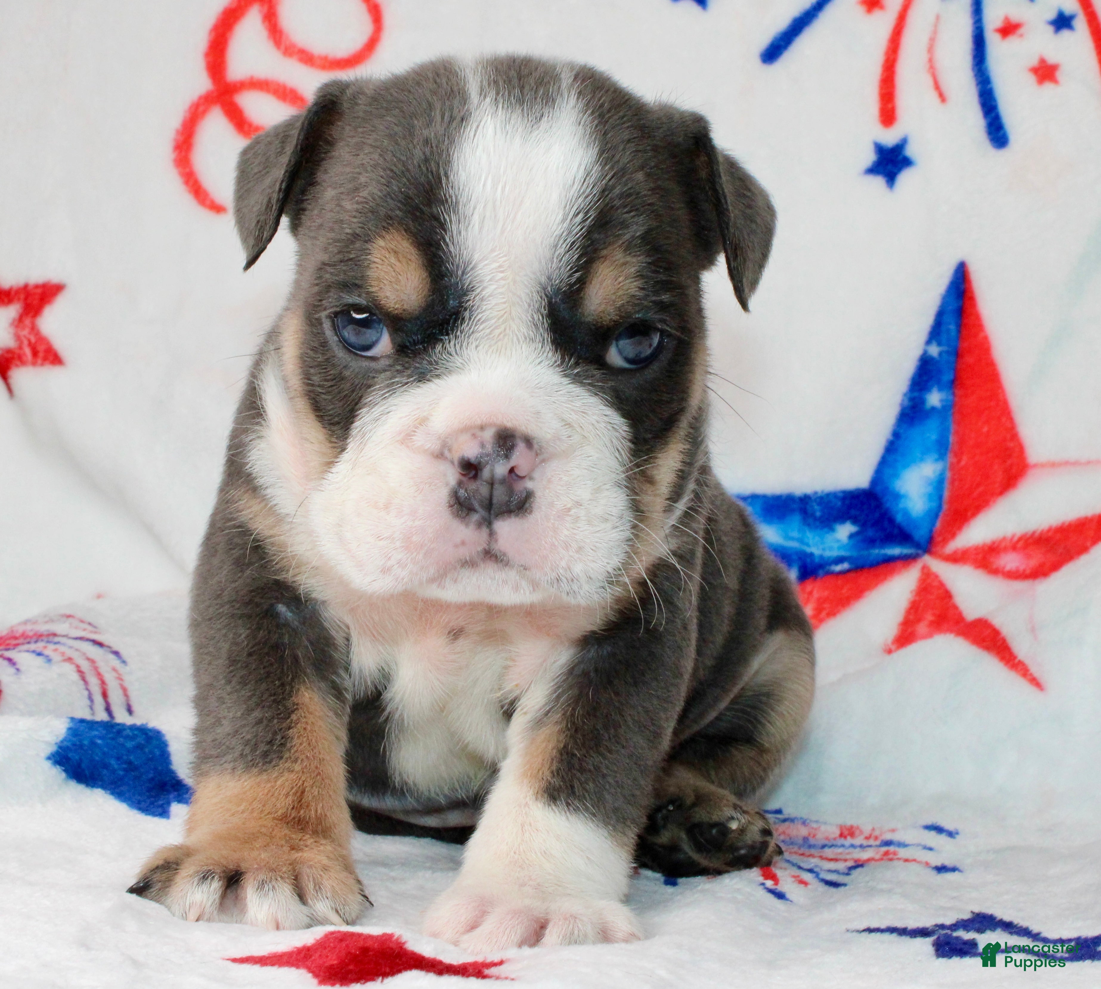 English Bulldog dogs Buzz - Ad 25