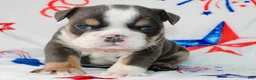 English Bulldog dogs for sale: Buzz - Ad 1