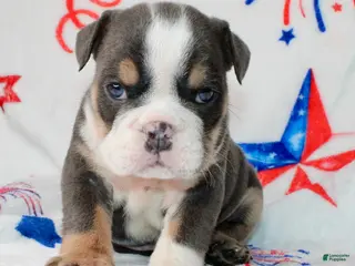 English Bulldog dogs Buzz - Ad 25