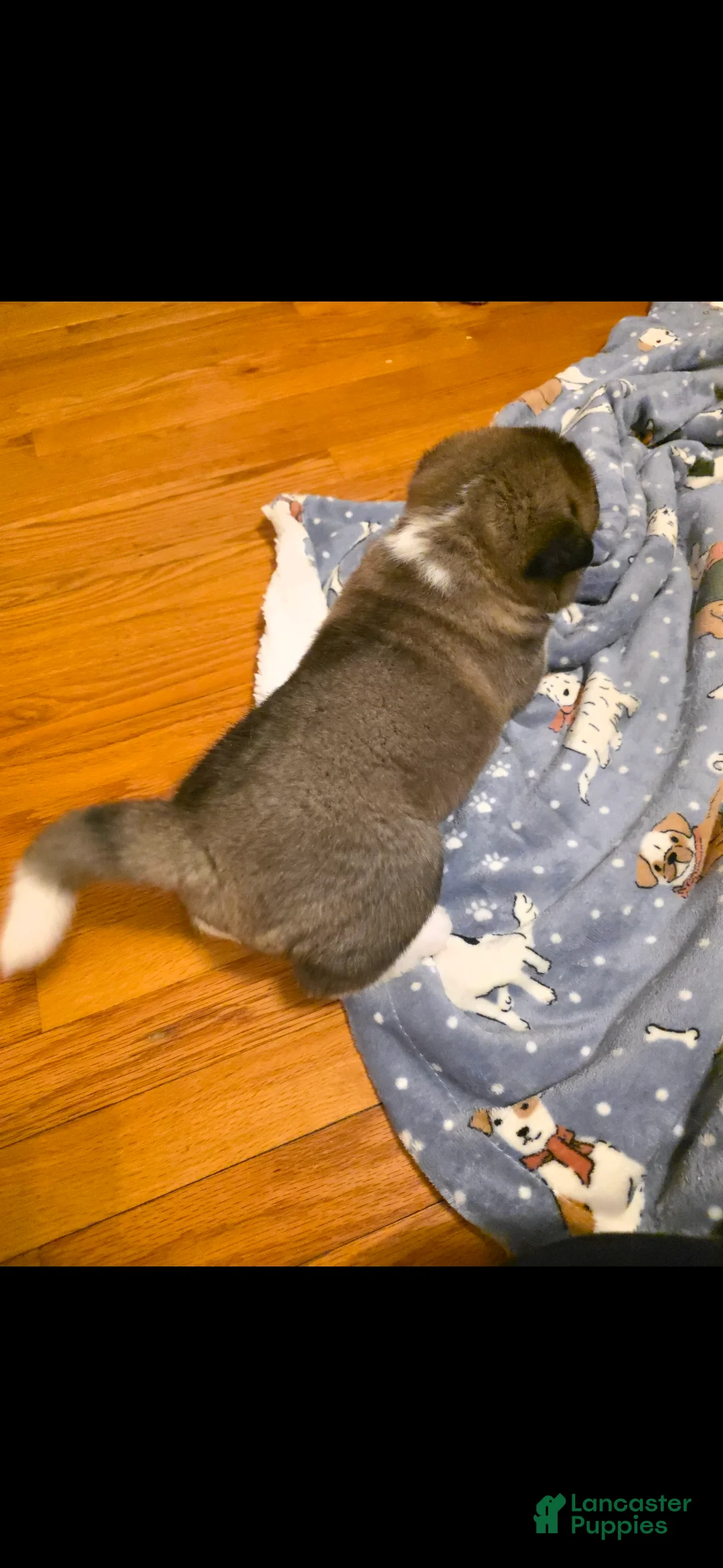 Akita dogs for sale: AKC Finn - Ad 14