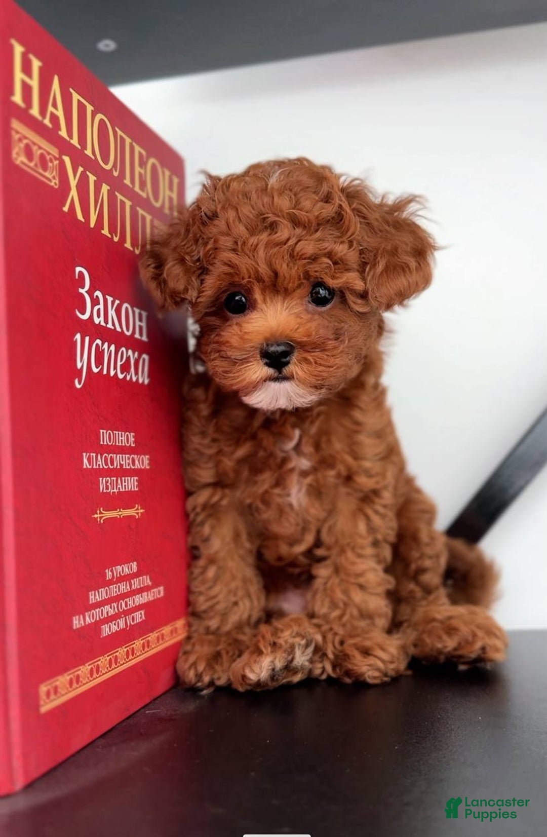 Miniature Poodle dogs for sale: Pierre  - Ad 4