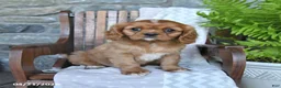 Cavalier King Charles Spaniel dogs for sale: Bambi - Ad 1