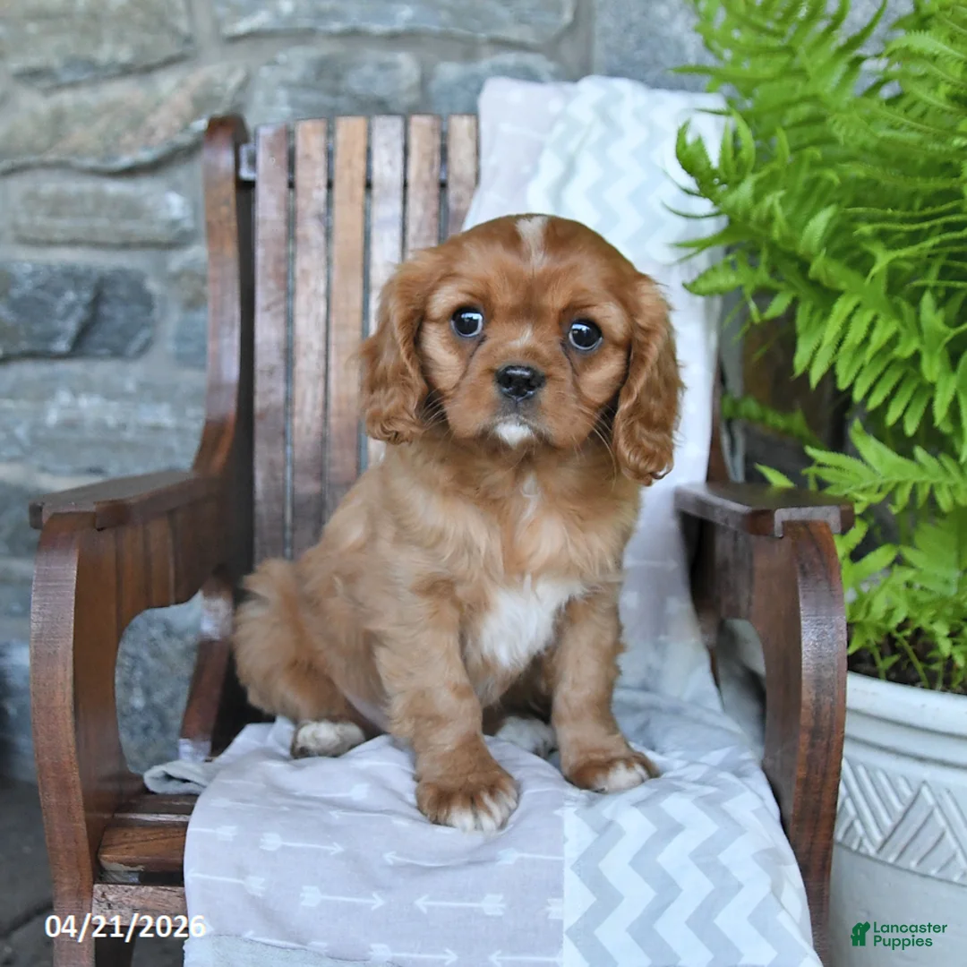 Cavalier King Charles Spaniel dogs for sale: Bambi - Ad 1