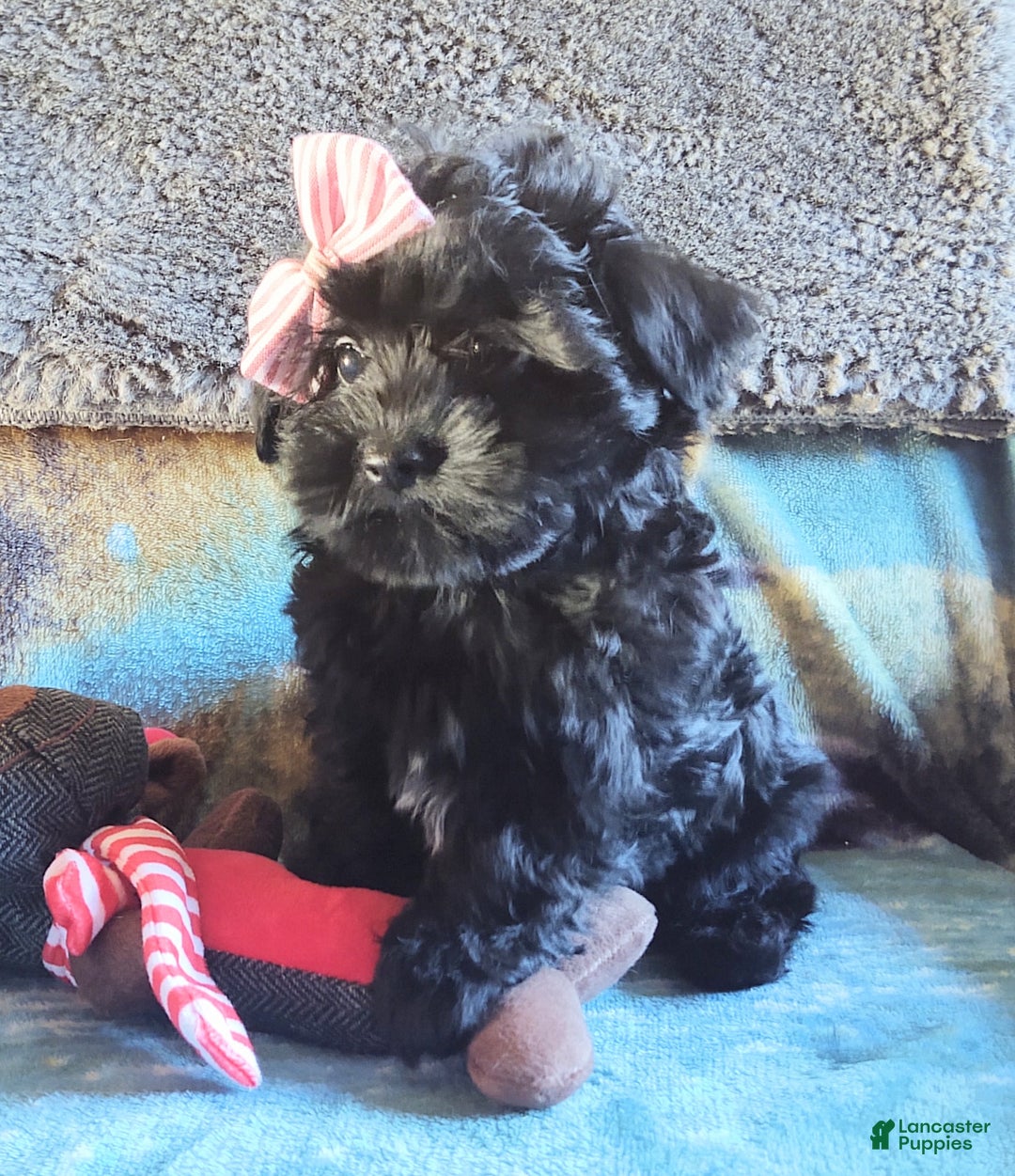 Maltipoo dogs for sale: Rosepop - Ad 4