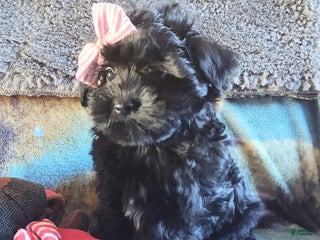 Maltipoo dogs Rosepop - Ad 31