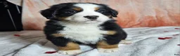 Bernese Mountain Dog dogs for sale: Finn - Ad 3