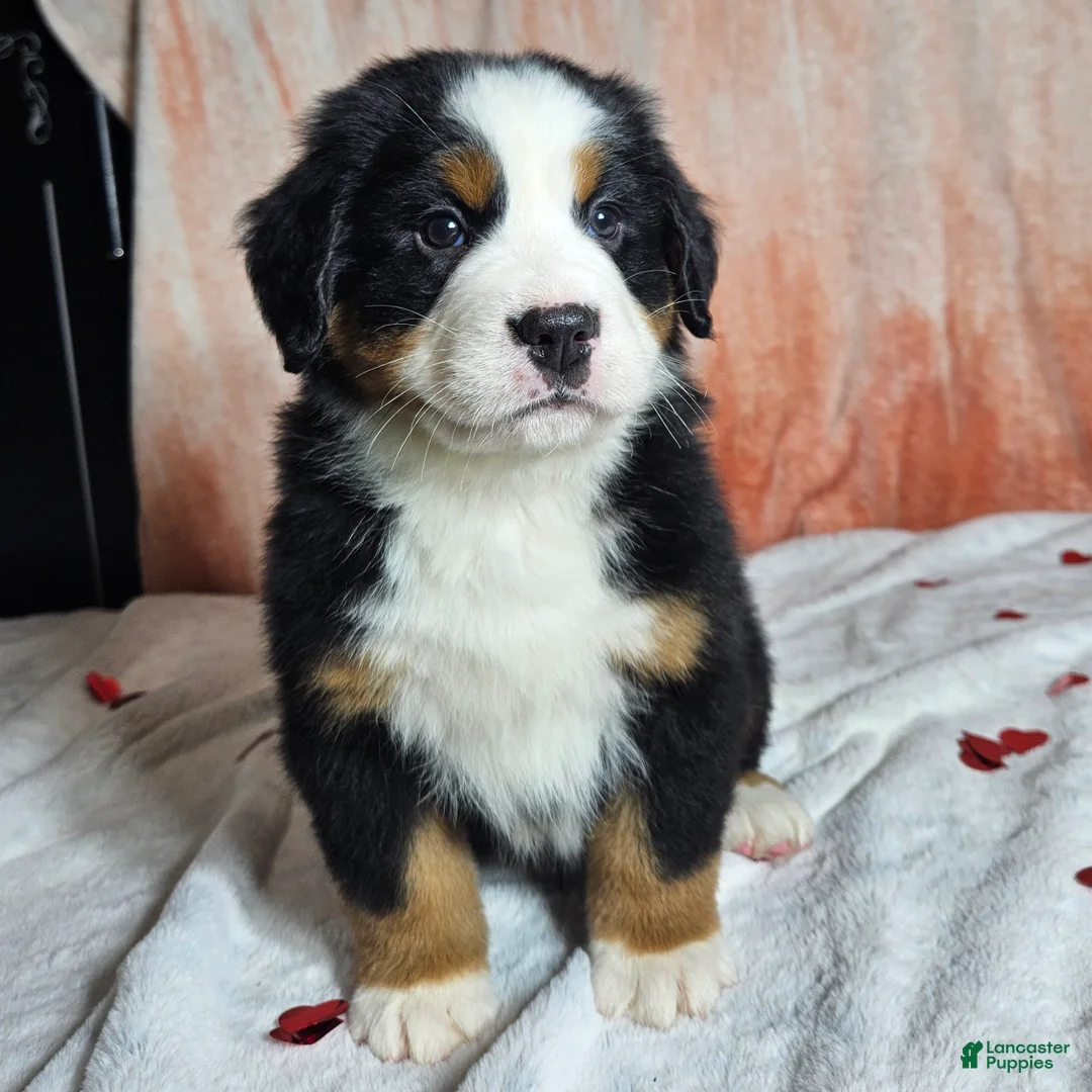 Bernese Mountain Dog dogs for sale: Finn - Ad 3