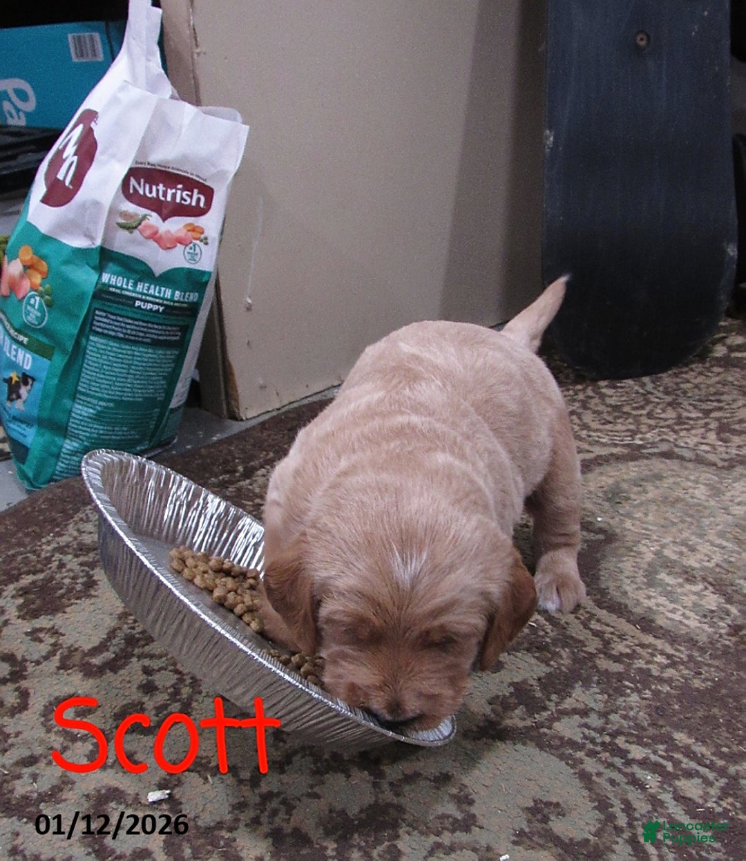 Labradoodle dogs for sale: Scott - Ad 2