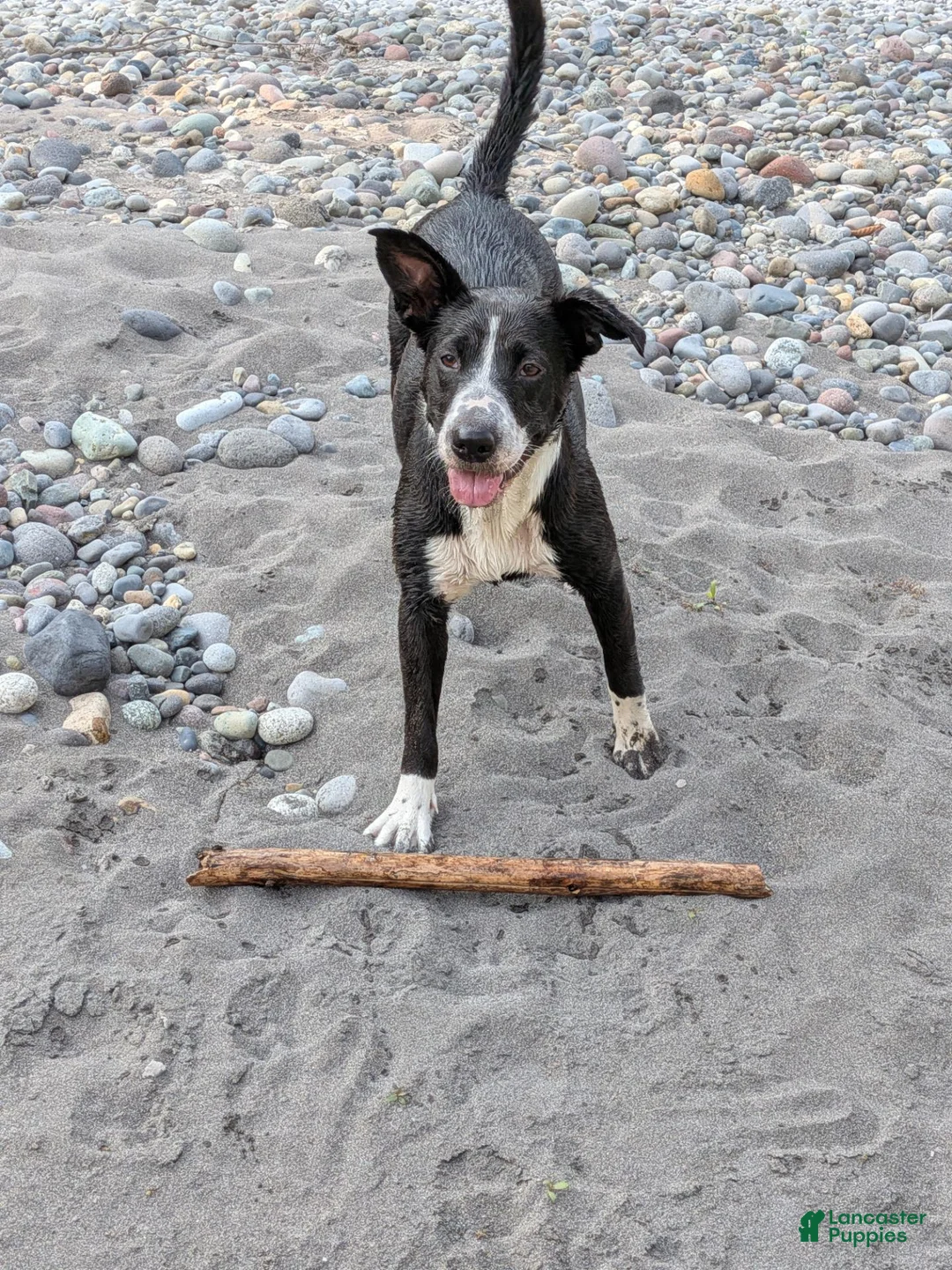 Mixed Breed dogs for sale: Mixed Breed 3 - Ad 2