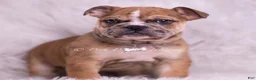 English Bulldog dogs for sale: Bruiser - Ad 13