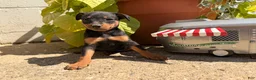 Miniature Pinscher dogs for sale: Jasmine’s  - Ad 3