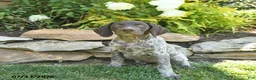 German Shorthaired Pointer dogs for sale: June  - Ad 3