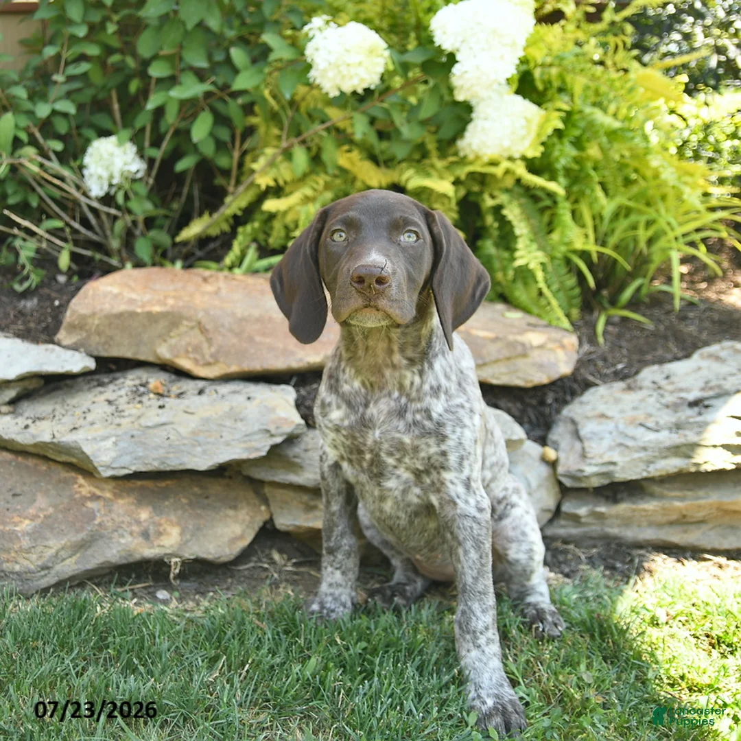 German Shorthaired Pointer dogs for sale: June  - Ad 3