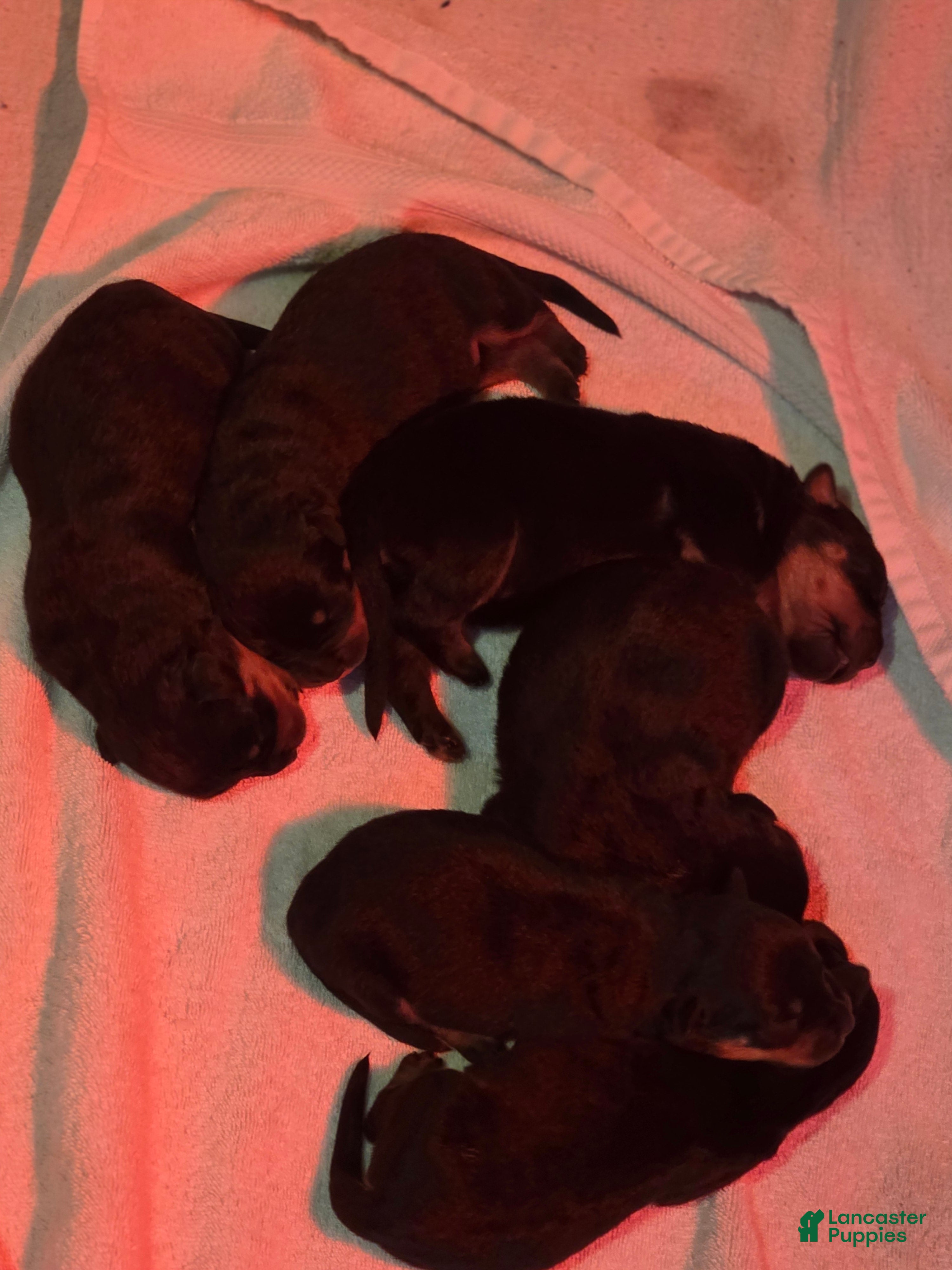 Rottweiler dogs for sale: Rottweiler 1 - Ad 21