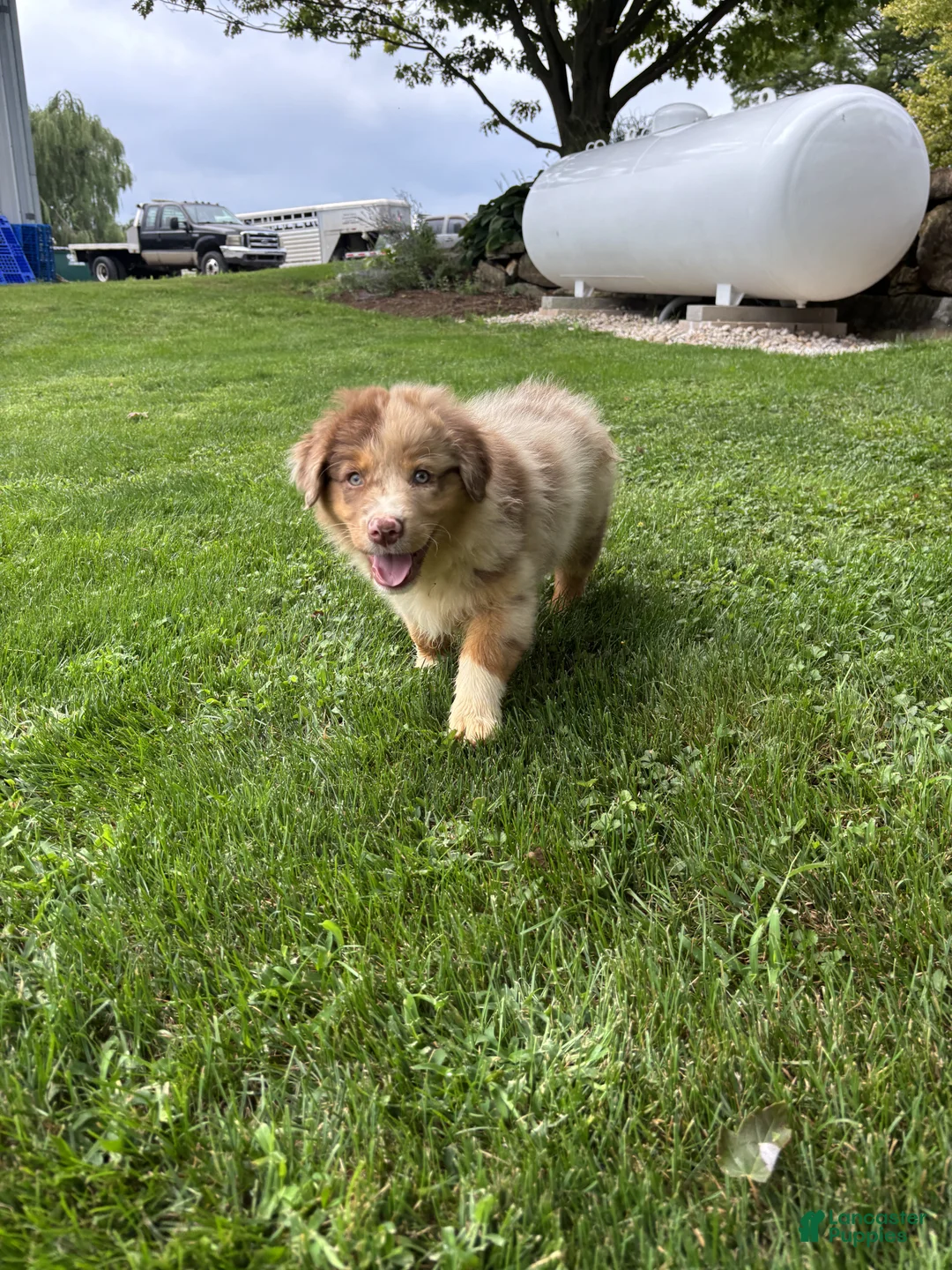 Australian Shepherd dogs for sale: Bucky - Ad 2