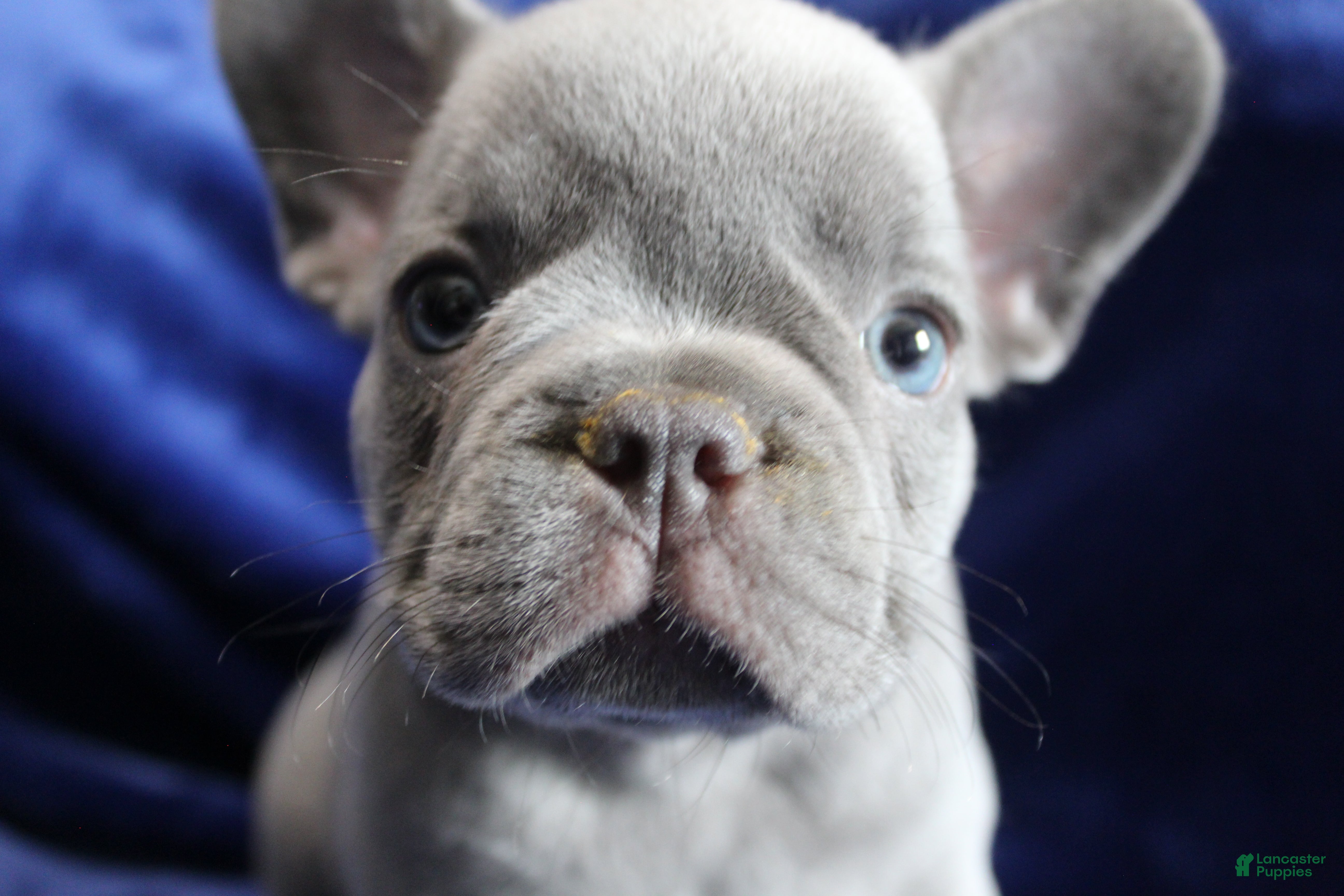 French Bulldog dogs Red_M_2026 - Ad 1